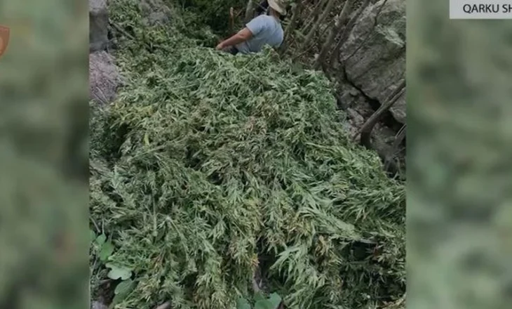 Asgjësohen mbi 16 mijë bimë narkotike në Shkodër, sekuestrohen qindra boçe me kanabis