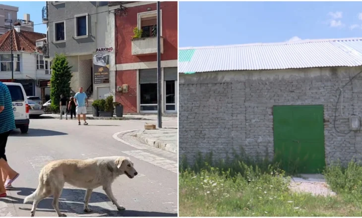 Bashkia strehon qentë endacakë Korçë, qendër e re për trajtimin e kafshëve