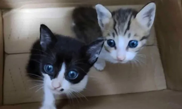 BBC zbulon rrjetin e torturave të maceve, felinët mbyten dhe ekzekutohen pa mëshirë