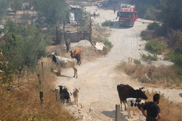 Dalin shifrat e para të dëmeve nga zjarret: 1 milionë euro vetëm në blegtori