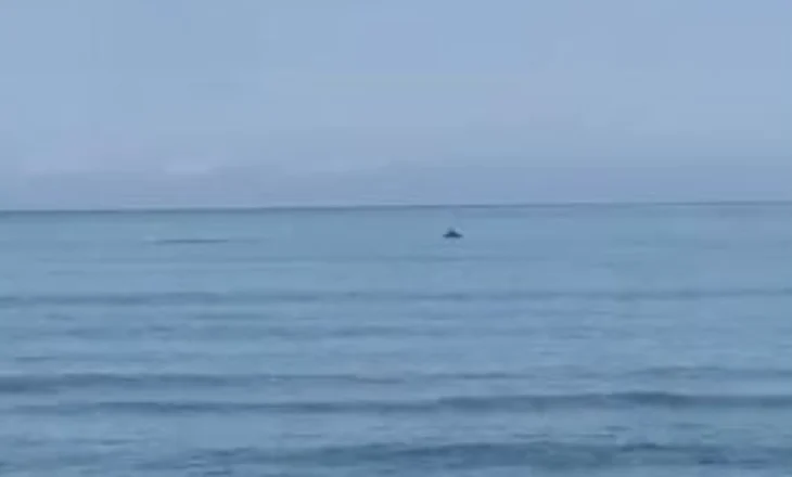 Delfinët vizitojnë bregdetin e Darzezës, pushuesit surprizohen nga pamjet e rralla