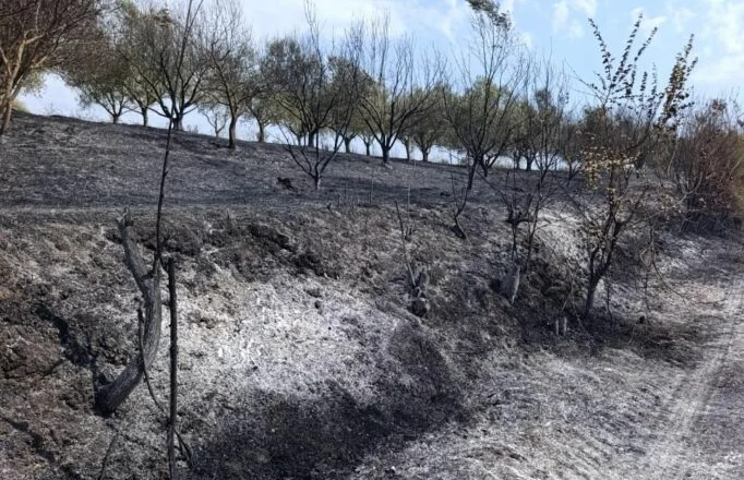 Dëme në ullishte dhe masive frutore/ Zjarri përfshin Kodrën e Beut në Cërrik, rrezikohen varrezat publike