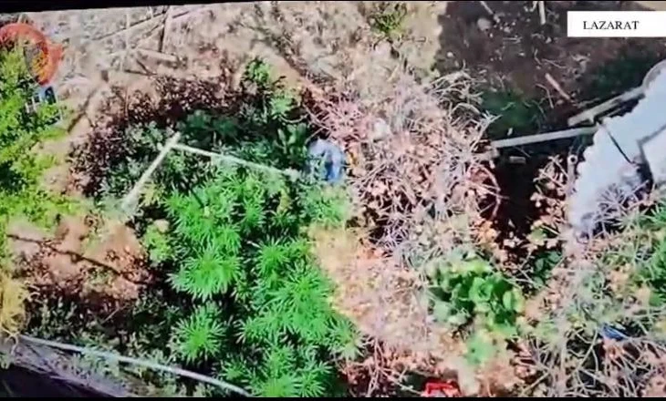 Drogë në banesë dhe bimë narkotike të kultivuara në oborr, droni i policisë ‘djeg’ një tjetër banor të Lazaratit
