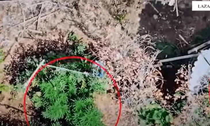 Droni i policisë mbi Lazarat, zbulohet kanabis në oborrin e shtëpisë, një i arrestuar (VIDEO0