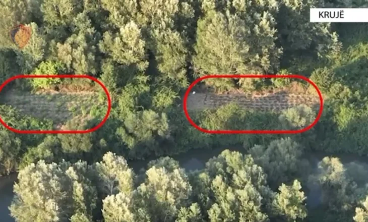 Droni zbulon parcelën me kanabis në Thumanë, bie në pranga 32-vjeçari