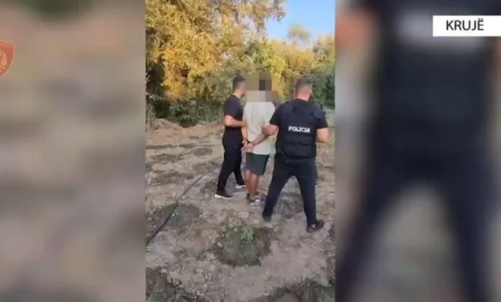 Droni zbulon parcelën me kanabis në Thumanë, kapet “bahçevani” që ujiste bimët narkotike