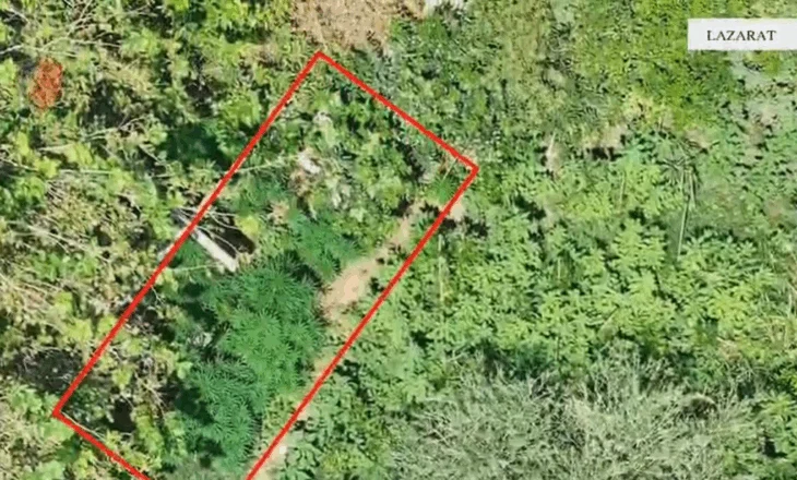 Droni zbulon tjetër shtëpi me kanabis në Lazarat, arrestohet një person (VIDEO)