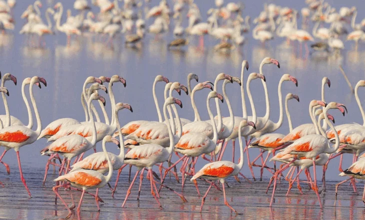 Flamingot në Luginën e Nartës, Rama poston videon unike