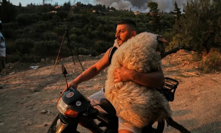 Fotot prekëse nga Greqia që po bëjnë xhiron e botës, banori merr delen në krahë për ta shpëtuar nga zjarri