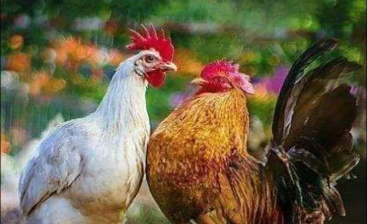Gjelat që shpëtuan qytetërimin perëndimor!￼