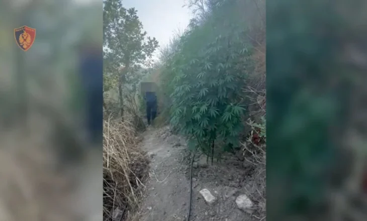 Gjenden 77 bimë kanabisi në Mallakastër, arrestohet 58-vjeçari