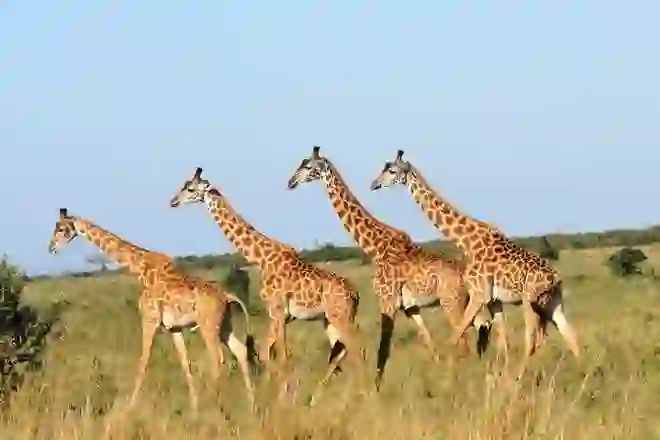 Gjirafat kanë qafë të gjatë dhe lara dhe janë katër specie të ndara