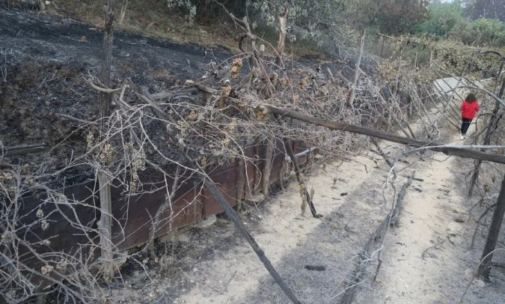 Harta e vatrave të zjarreve më të rrezikshme në Shqipëri! Nga 54, 29 ende aktive