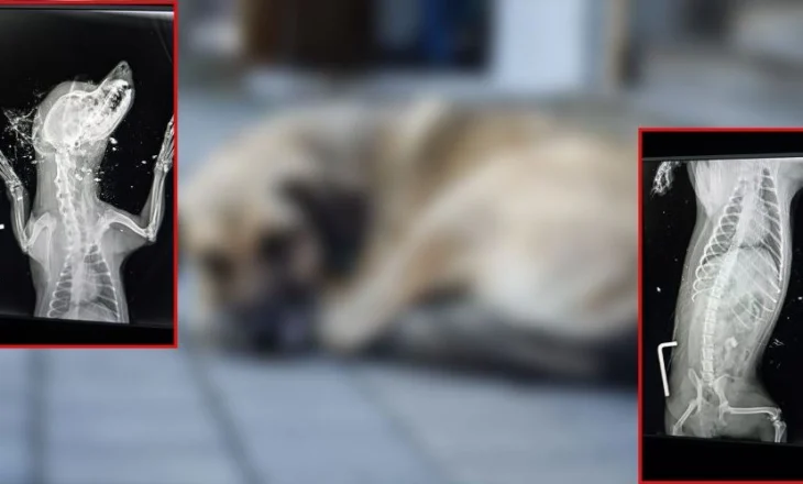 Horror në Shkodër/ Qeni rrihet barbarisht, futet në qese plehrash bashkë me…