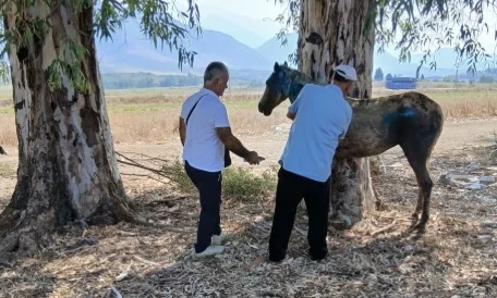 Kali që pësoi djegie në Delvinë, ja si paraqitet gjendja shëndetësore e kafshës që bëri bujë në rrjet