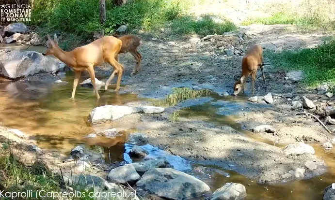 Kartolina e pamjeve të kaprojve nga parqet tona/ Rama publikon videon