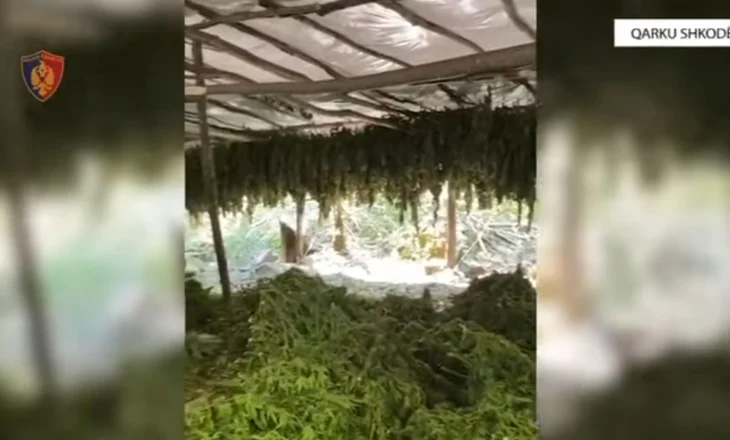 “Koordinata” në Shkodër, gjen dhe asgjëson 16 755 bimë të dyshuara Cannabis Sativa, sekuestron 320 kg degë me boçe