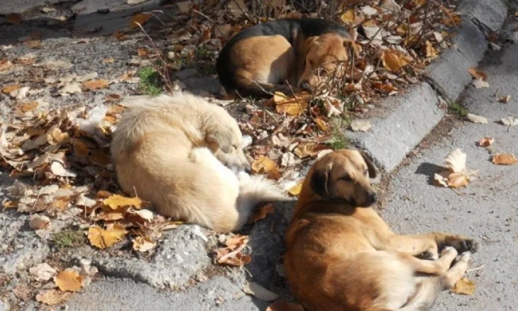 Korça me strehë për qentë endacakë, nis bashkëpunimi me veterinerët