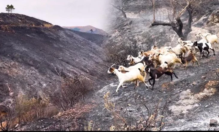 “Ku do jetojmë? Ne s’na dogji as gjermani”/ Delvina e mbuluar nga hiri i zi i zjarreve apokaliptike