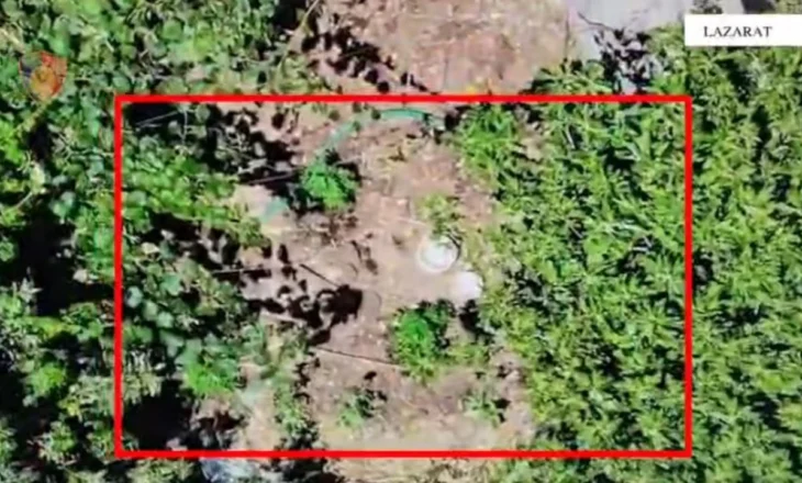 Kultivoi drogë në oborrin e banesës në Lazarat, arrestohet 55-vjeçari