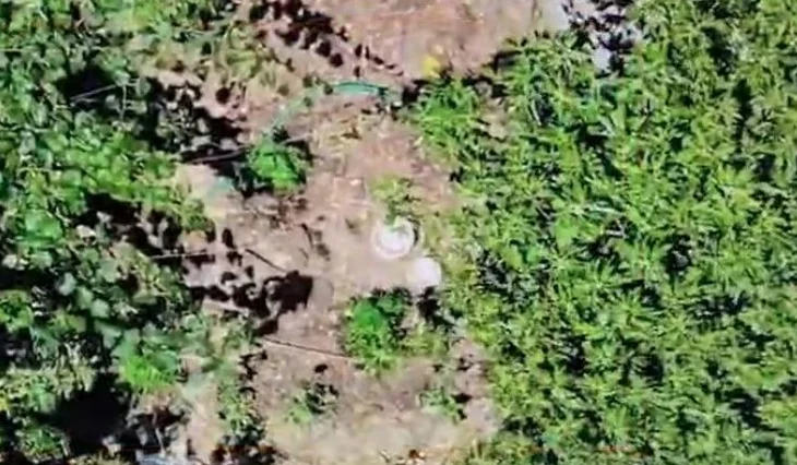 Kultivoi drogë në oborrin e banesës së tij, arrestohet 55-vjeçari në Lazarat