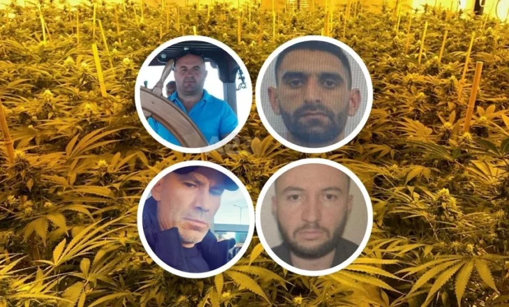 Kultivonin kanabis në Maliq, 2 të arrestuar dhe 2 të shpallur në kërkim