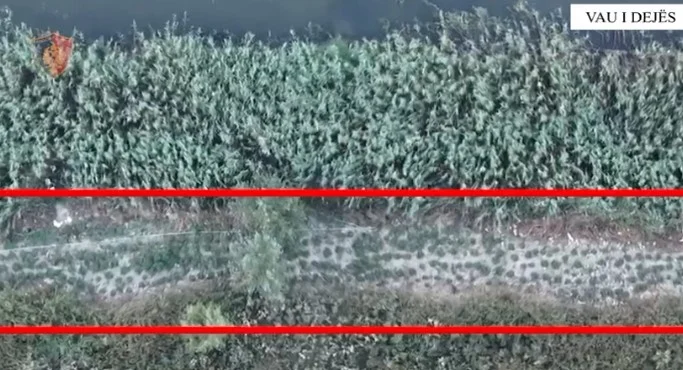 Kultivuan mbi 350 bimë narkotike në parcelat e fshatit, arrestohen dy persona