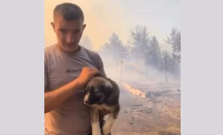 Lufta me flakët që kanë kapluar vendin, Rama ndan imazhin prekës të djalit që rrezikoi jetën për të shpëtuar qenushin