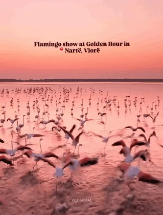 Magjike! (video me flamingot)