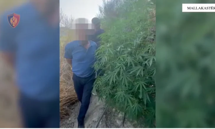 Mallakastër – Arrestohet 58-vjeçari, u kap në parcelën me 77 bimë kanabis