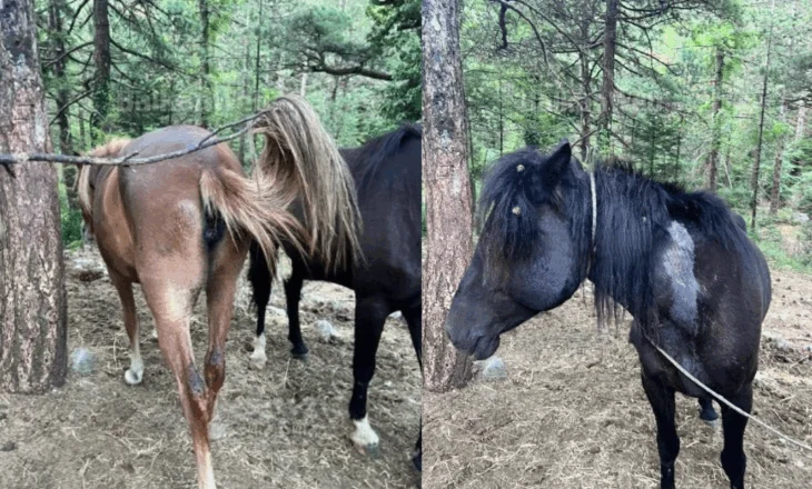 Masakër në Malin e Llogarasë, qëllohen me armë gjahu 22 kuaj të lirë, dyshohet se shkak është konkurrenca mes guidave të turistëve