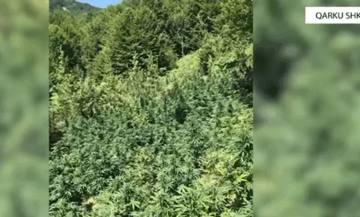 Mbushën Shkodrën me serra kanabisi, 2 familjarët kapen teksa ruanin 7 parcela, në hetim 3 kryepleq