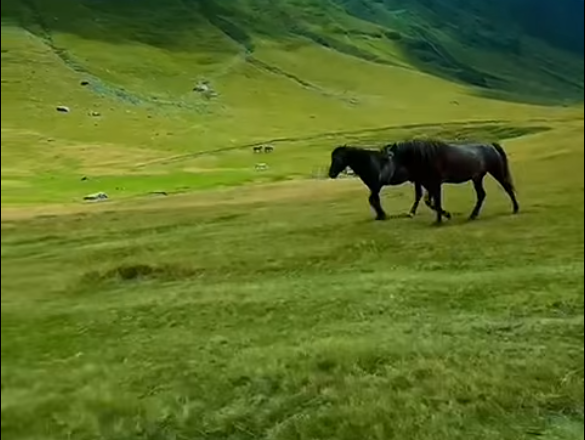 Mes natyrës dhe kuajve, Rama thotë “mirëmëngjes” me pamjet nga Bjeshkët e Dobërdolit