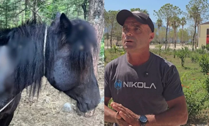 “M’i vranë vetëm se pinë ujë”, shpërthen në lot pronari i kuajve të qëlluar me çifte: Dua drejtësi!