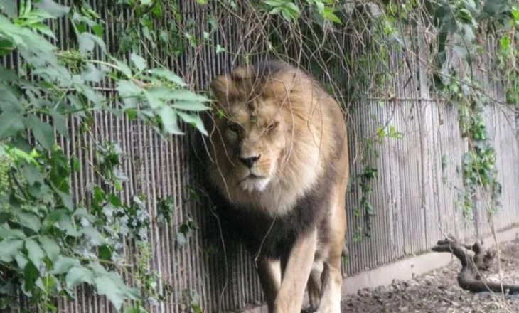 “Na jepni kafshë shtëpiake për të ushqyer grabitqarët”, thirrja e kopshtit zoologjik në Danimarkë ngjall debate