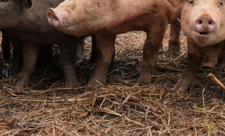 Ndodh për herë të parë, shkencëtarët transplantojnë mushkëri derri te një njeri