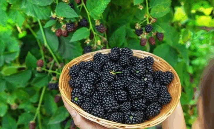 Njihuni me vlerat ushqyese të manaferrës