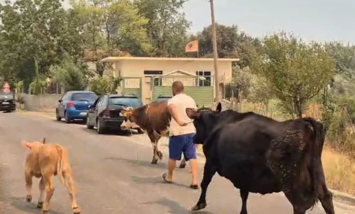 Pamje të trishta! Banorët në Gramsh marrin lopët dhe bagëtitë t’i shpëtojnë nga zjarret