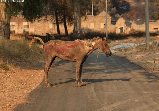 Pamje të trishta, shikoni pasojat që ka lënë zjarri në Delvinë (Foto)