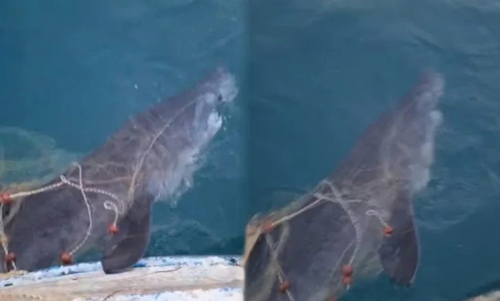 Peshkaqeni “Tigër” bie në rrjetet e peshkatarëve afër “Ranës së Hedhun” (VIDEO)