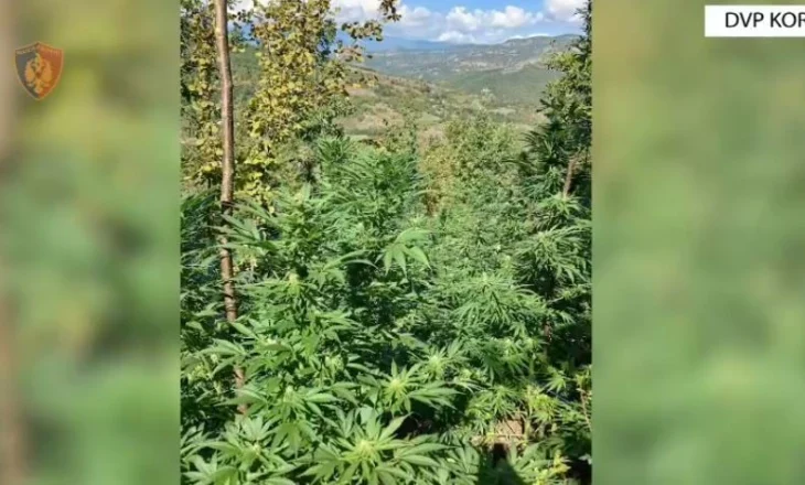 Pjesë e grupit kriminal që trafikonin drogë drejt Greqisë, arrestohen dy persona në Korçë