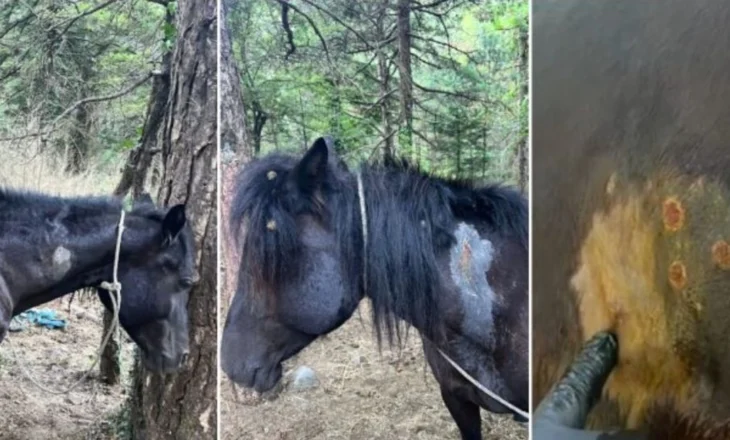 Qëlloi me armë gjahu 22 kuaj në Parkun e Llogarasë, identifikohet autori, nisin hetimet për 55-vjeçarin