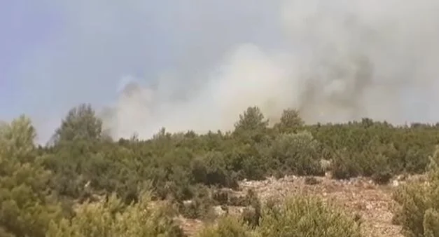 Situata me zjarret/ Përfshihet nga flakët zona e Krastës, digjen hektarë me pisha dhe shkurre