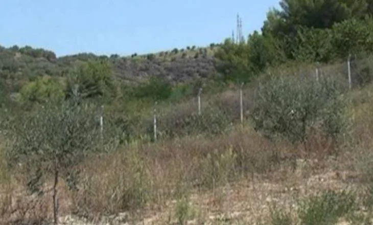 Skandal në Vlorë/ 54-vjeçari ‘privatizon’ pyllin e mbrojtur dhe mbjell ullinj, policia e merr nën akuzë
