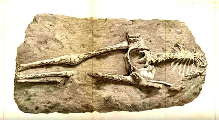 Skeleti në shkëmbin 25 milion vjeçar?!