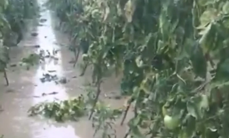 Stuhia godet serat në Suk 2 të Roskovecit, fermerët përballen me humbje të mëdha