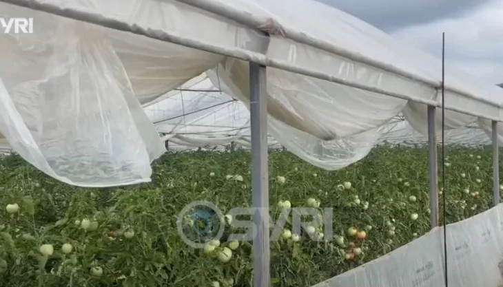 SYRI TV/ Elbasan – Fermerët e Selitës në vështirësi, produktet po i shesin nën kostot e prodhimit