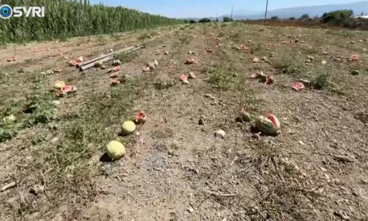 SYRI TV/ Fermerët e Roskovecit të falimentuar – Shalqiri kalbet në arë, fermerët: S’ka treg!