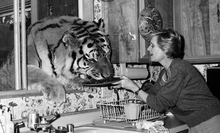 Tippi Hedren dhe jetesa me luanë e tigra: Një histori e çuditshme dhe e rrezikshme