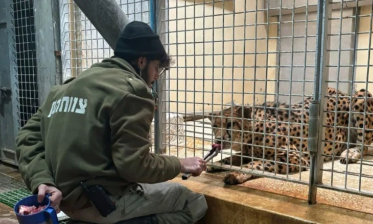 Tragjedi në Jerusalem! Punonjësi i kopshtit zoologjik u sulmua nga një leopard, ndërron jetë në spital pas…